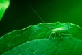 Green grasshopper is sitting on a leaf, Great green bush-cricket, Orthoptera, Arthropoda Royalty Free Stock Photo