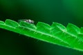 Housefly is sitting on a leaf, Musca domestica