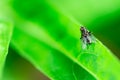 Housefly is sitting on a leaf, Musca domestica, Macro photo