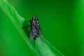 Housefly is sitting on a leaf, Musca domestica, Macro photo