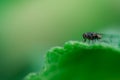 Housefly is sitting on a leaf, Musca domestica, Macro photo