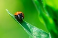 Ladybug runs down from a top of the leaf, Coccinellidae, Arthropoda, Coleoptera, Cucujiformia, Polyphaga Royalty Free Stock Photo