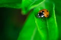 Ladybug walking on a leaf, Coccinellidae, Arthropoda, Coleoptera, Cucujiformia, Polyphaga Royalty Free Stock Photo