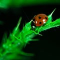 Ladybug walking on top of a leaf, Coccinellidae, Arthropoda, Coleoptera, Cucujiformia, Polyphaga Royalty Free Stock Photo