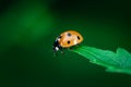 Ladybug walking on top of a leaf, Coccinellidae, Arthropoda, Coleoptera, Cucujiformia, Polyphaga Royalty Free Stock Photo