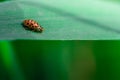 Ladybug walks on the edge of a leaf,, Coccinellidae, Arthropoda, Coleoptera, Cucujiformia, Polyphaga Royalty Free Stock Photo