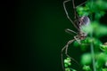 Harvestmen spider hides along the stem of a plant