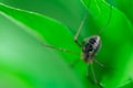 Harvestmen female waiting to attack its prey Royalty Free Stock Photo