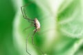 Harvestmen, male waiting to attack its prey Royalty Free Stock Photo