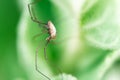 Harvestmen male waiting to attack its prey Royalty Free Stock Photo