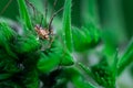 Harvestmen, male waiting to attack its prey Royalty Free Stock Photo