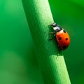 Ladybug walks up on the stem of a plant, Coccinellidae, Arthropoda, Coleoptera, Cucujiformia, Polyphaga Royalty Free Stock Photo