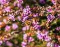 Macro photo or closeup of the bee on the flower Royalty Free Stock Photo