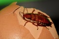 A macro photo of a cockroach on some food scraps. A nasty insect, pest infesting many homes