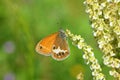 Coenonympha arcania , The pearly heath butterfly flower , butterflies of Iran Royalty Free Stock Photo