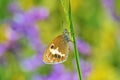 Coenonympha arcania , The pearly heath butterfly Royalty Free Stock Photo