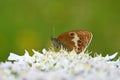 Coenonympha arcania , The pearly heath butterfly on white flower , butterflies of Iran Royalty Free Stock Photo