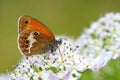 Coenonympha arcania , The pearly heath butterfly on white flower , butterflies of Iran Royalty Free Stock Photo