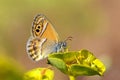 Coenonympha saadi , Persian heath butterfly on flower Royalty Free Stock Photo