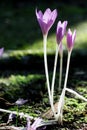 Macro photo of colchicaceae plant growing on mossy soil Royalty Free Stock Photo