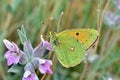 Colias aurorina, the Greek clouded butterfly or dawn clouded yellow butterfly Royalty Free Stock Photo