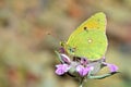 Colias aurorina , the Greek clouded butterfly or dawn clouded yellow butterfly Royalty Free Stock Photo