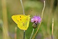 Colias croceus , clouded yellow butterfly on purple flower