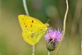 Colias croceus , clouded yellow butterfly on purple flower Royalty Free Stock Photo