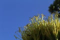 Many stamens and anthers