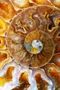 Macro Photo of a Colorful Ammonite Cephalopod Sea Shell Fossil Royalty Free Stock Photo