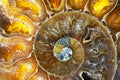 Macro Photo of a Colorful Ammonite Sea Shell Fossil Royalty Free Stock Photo