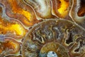 Macro Photo of a Colorful Ammonite Sea Shell Fossil Royalty Free Stock Photo