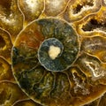 Macro Photo of a Colorful Ammonite Sea Shell Fossil Royalty Free Stock Photo