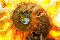 Macro Photo of a Colorful Ammonite Sea Shell Fossil