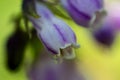 Macro photo of a colorful comfrey flower with a lovely background