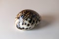 Shiny Spotted Cowry Shell on a Table