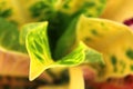 A macro photo of a colorful croton leaves .