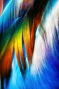 Colorful detailed rooster feather on blue background underwater