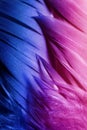 Macro photo of colorful goose feathers in contrast light