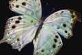 Macro photo of a beautiful illuminated butterfly. Royalty Free Stock Photo