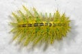 Macro Photo of Colorful Hairy Caterpillar on White Wall