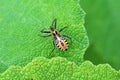 Colorful Hemiptera true bug on green leaf Royalty Free Stock Photo