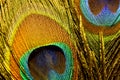 Macro Photo Of A Colorful Peacock Feather.