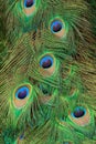 Macro Photo of Colorful Peacock\'s Tail Feathers