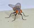 Fly Stuck On Flypaper Royalty Free Stock Photo