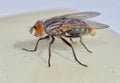 Fly Stuck On Flypaper Royalty Free Stock Photo