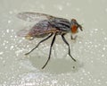 Fly Stuck On Flypaper Royalty Free Stock Photo