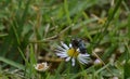 Macro photo of a common house fly that has landed on a small wildflower Royalty Free Stock Photo