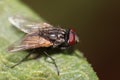 Macro photo of a common housefly side view