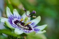 Macro color photo of a passion flower Royalty Free Stock Photo